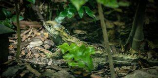 Tuatara tops for long life and graceful aging in new international study