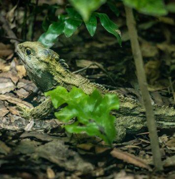 Tuatara tops for long life and graceful aging in new international study