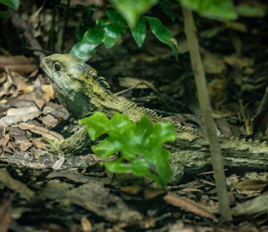 Tuatara tops for long life and graceful aging in new international study