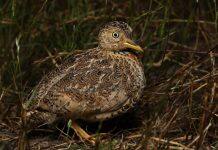 Rebound for bird on brink of extinction