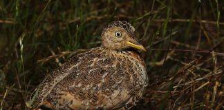 Rebound for bird on brink of extinction