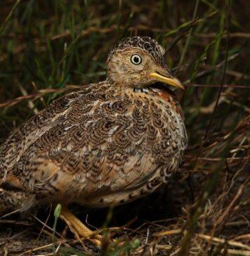 Rebound for bird on brink of extinction