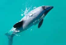 First insights to potential competition between New Zealand’s toothed whales and dolphins