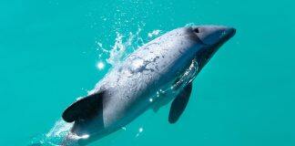 First insights to potential competition between New Zealand’s toothed whales and dolphins