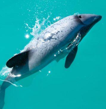 First insights to potential competition between New Zealand’s toothed whales and dolphins