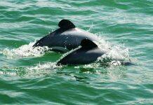 Endangered dolphins’ diet may have changed for the better