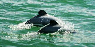 Endangered dolphins’ diet may have changed for the better