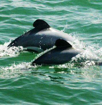 Endangered dolphins’ diet may have changed for the better