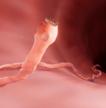 Parasites may take a heavier toll on mammal populations than previously thought