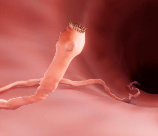 Parasites may take a heavier toll on mammal populations than previously thought