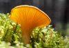Mushrooms serve as ‘main character’ in most ecosystems