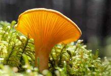 Mushrooms serve as ‘main character’ in most ecosystems