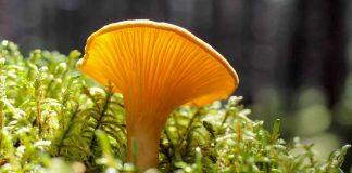 Mushrooms serve as ‘main character’ in most ecosystems
