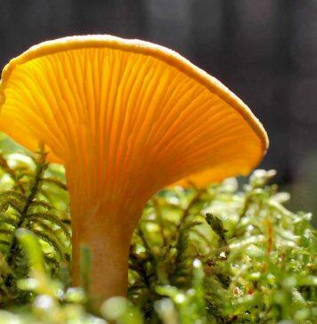 Mushrooms serve as ‘main character’ in most ecosystems