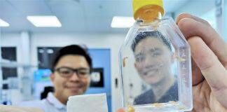 Bullfrog skin to leapfrog from lab bench to clinics for wound healing soon