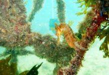 Seawalls and seagrass spruce up Sydney Harbour