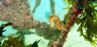 Seawalls and seagrass spruce up Sydney Harbour