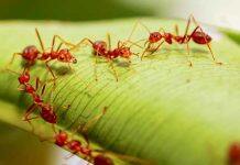Invasive pests have cost New Zealand billions