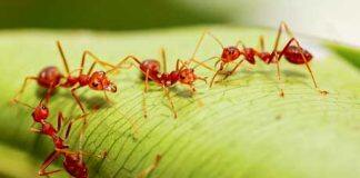 Invasive pests have cost New Zealand billions