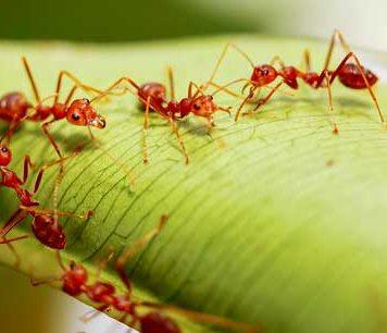 Invasive pests have cost New Zealand billions