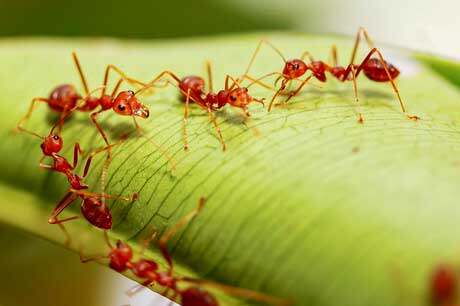 Invasive pests have cost New Zealand billions
