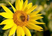 Virus may hold clue to honey bee health