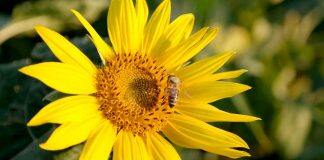 Virus may hold clue to honey bee health