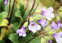 Rare resurrection plant may hold clues for drought tolerant crops