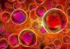 The blood stem cell research that could change medicine of the future