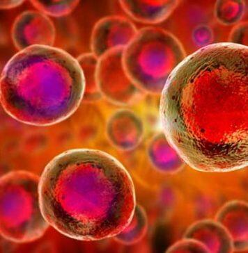 The blood stem cell research that could change medicine of the future