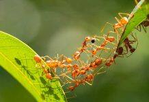 Tiny ants collectively leave a big impression