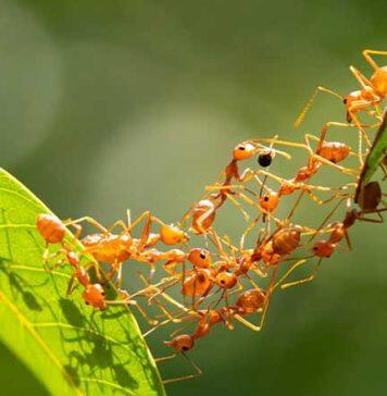Tiny ants collectively leave a big impression