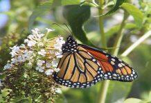 New Western research demonstrates effects of hotter fall temperatures on insects