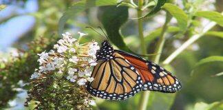 New Western research demonstrates effects of hotter fall temperatures on insects