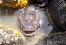 Ecologically valid data critical in understanding human impact on animals, say researchers