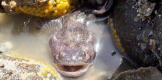 Ecologically valid data critical in understanding human impact on animals, say researchers