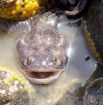 Ecologically valid data critical in understanding human impact on animals, say researchers