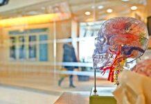 Scientists pinpoint brain region responsible for effortful helping behaviour