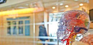 Scientists pinpoint brain region responsible for effortful helping behaviour