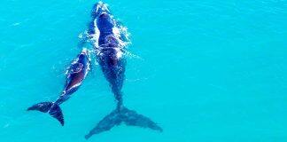 Where do southern right whales feed over summer?