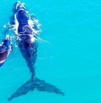 Where do southern right whales feed over summer?