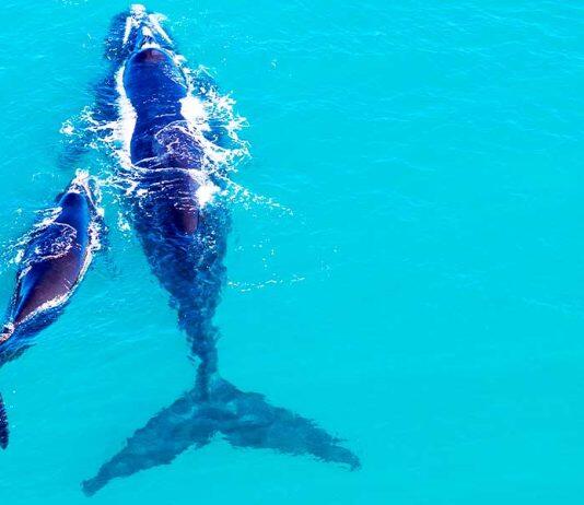 Where do southern right whales feed over summer?