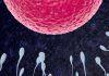 Researchers make new connections between sperm and overall health