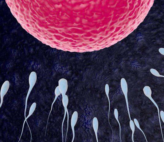 Researchers make new connections between sperm and overall health