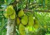 Making jackfruit jump off the shelves