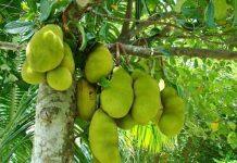 Making jackfruit jump off the shelves