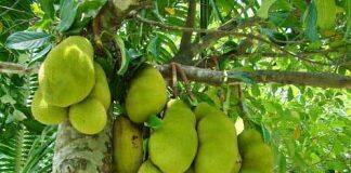 Making jackfruit jump off the shelves