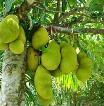 Making jackfruit jump off the shelves