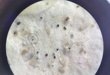 Microplastics found in commercial fish from southern New Zealand