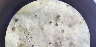 Microplastics found in commercial fish from southern New Zealand